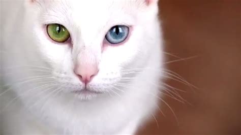 Common Cat Breeds Philippines - Pets Lovers