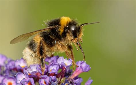 Do Bumble Bees Sting? All You Need to Know