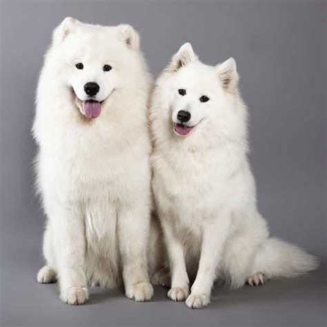 Kinh nghiệm nuôi và chăm sóc chó samoyed hàng ngày | Sieupet.com