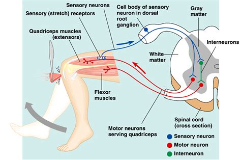 Flexor Withdrawal Reflex