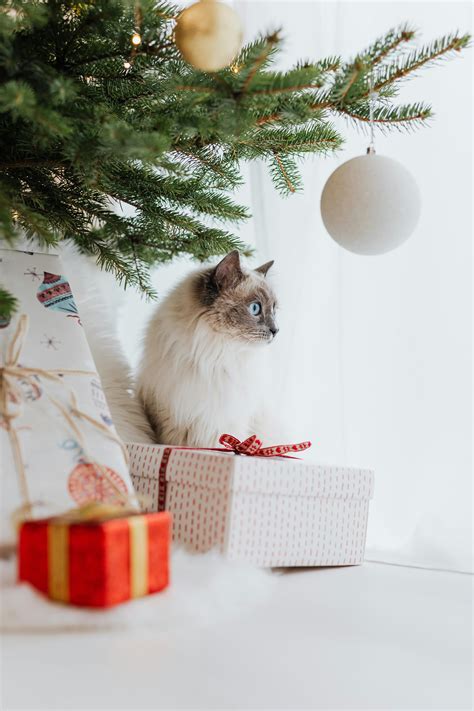 Cat Christmas Photos, Download The BEST Free Cat Christmas Stock Photos ...