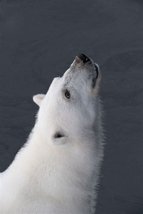 Photographing Arctic Wildlife | Nikon