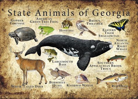 Georgia State Animals Poster Print - Etsy