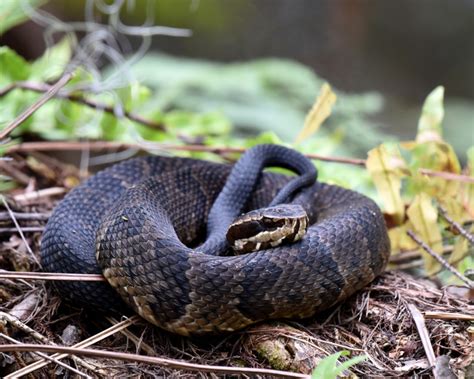 Cottonmouth Snakes: What They Look Like, How Venomous They Are, and More