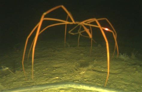 Giant Sea Spiders 3 Feet Wide!