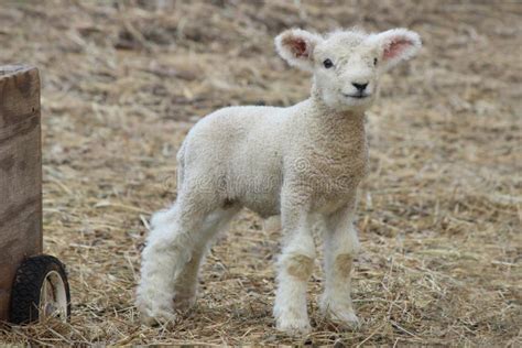 Little White Lamb stock photo. Image of newborn, baby - 68863358