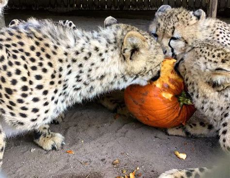 Metro Richmond Zoo gives animals a Halloween treat | WRIC ABC 8News