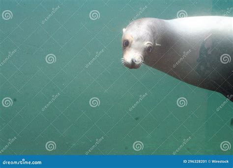 Graceful Spotted Seal Swimming Underwater with Its Head and Flippers in the Water Stock Image ...