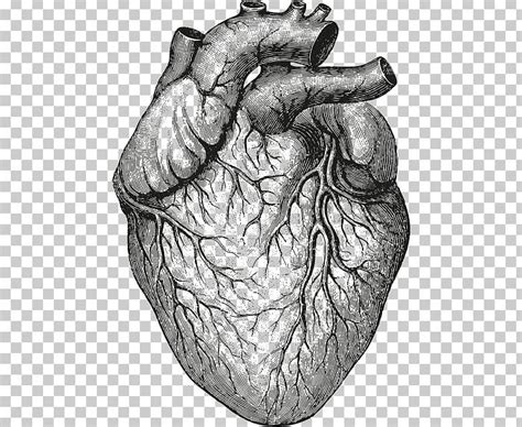 Heart Anatomy & Physiology II Organ Drawing PNG, Clipart, Amp, Anatomy ...