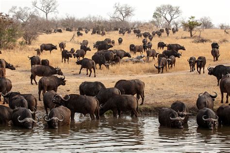 Cape buffalo | African Savanna Mammal | Britannica