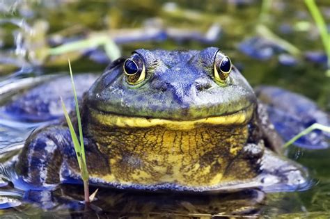 American Bullfrog - Respitory System Project