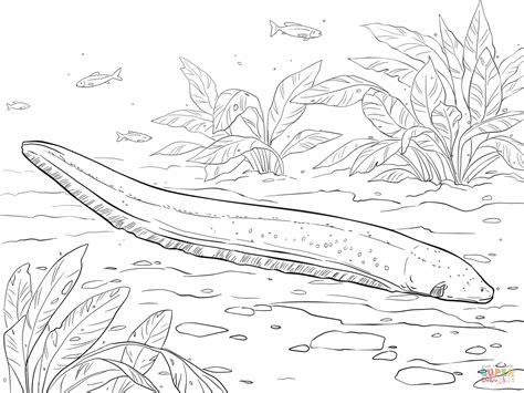 Electric Eel coloring page | Free Printable Coloring Pages