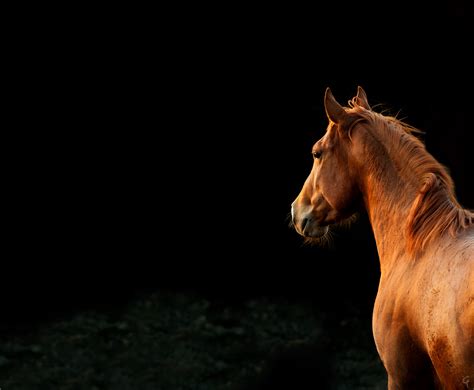 Fotografare un cavallo - Fotografo animali - Foto cavalli Roma