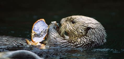 Living with Sea Otters Next Door | Hakai Magazine