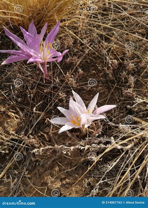 Saffron flowers 2 stock image. Image of wildlife, petal - 214067763