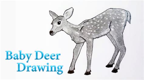 Deer Fawn Drawing