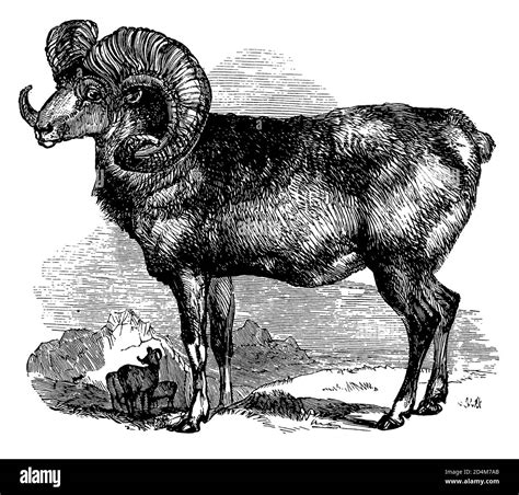 Argali horns Black and White Stock Photos & Images - Alamy