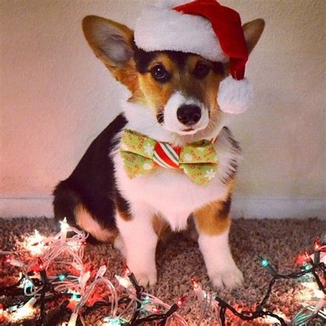 Christmas Corgi Wallpaper - WallpaperSafari