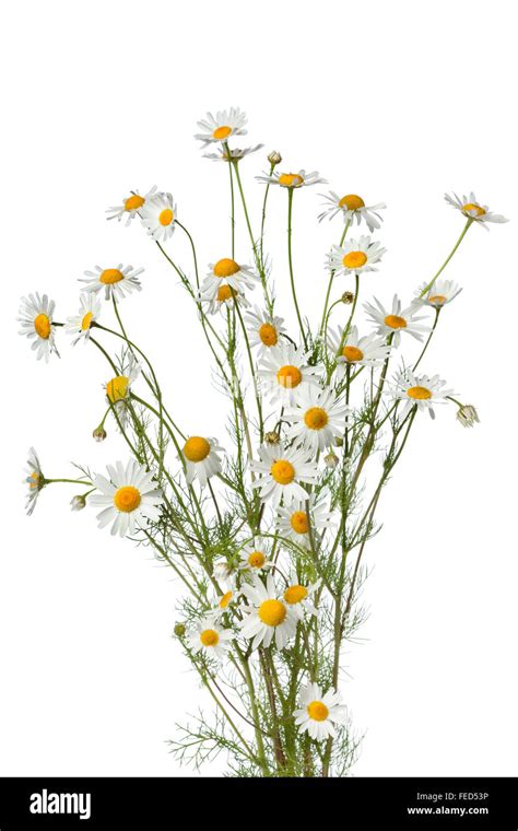 Bouquet of fresh chamomile flowers on white background Stock Photo - Alamy