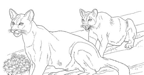 mountain lion coloring pages - Clip Art Library
