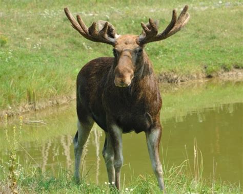 Maine Moose Study Showing High Survival in Northern Areas