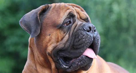 Bullmastiff Temperament Traits, Personality and Behaviors