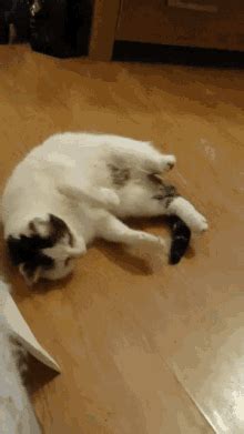 Herding Cats Meme GIFs | Tenor