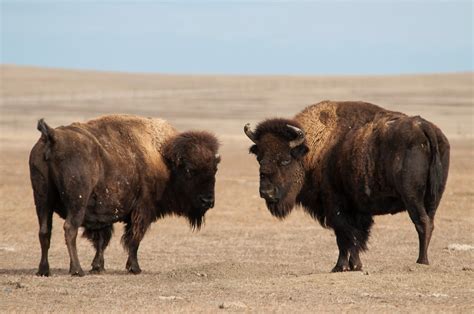 A Tree Falling: Badlands National Park: Bison