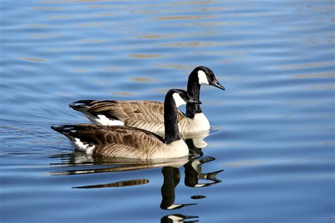 Canadian Geese in Blue Water Picture | Free Photograph | Photos Public ...