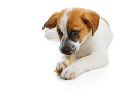 Common Dog Treat Linked to Salmonella Outbreak