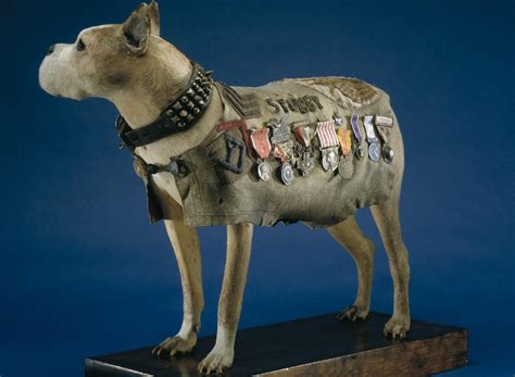 El Sargento Stubby el perro que sirvió durante la 1º Guerra Mundial | Taxidermia