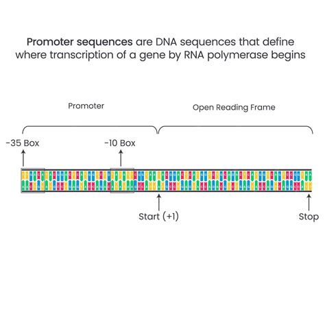 Premium Vector | Promoter DNA Sequences genome sciences vector illustration infographic