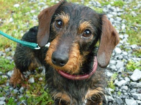 75+ Wire Haired Dachshund Near Me Pic - Bleumoonproductions