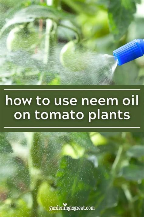 How to Use Neem Oil on Tomato Plants | Gardening is Great