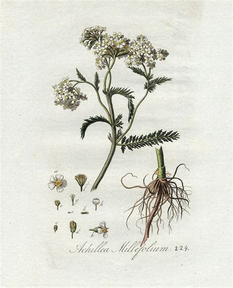 Yarrow: Myth, Magic, and Medicine — Rowan + Sage