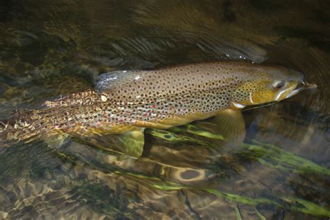 Brown Trout Fishing Guide | How to Catch a Brown Trout