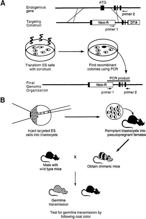 Classical gene knockout. A: wild-type allele, targeting vector, and... | Download Scientific Diagram