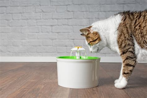 The 10 Best Cat Water Fountains to Buy in 2022 - PetMag