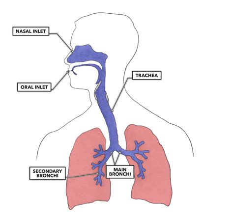 CrossFit | Lung Anatomy: The Airway and Alveoli