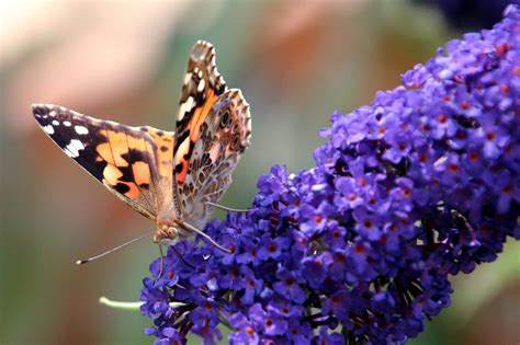 Butterfly Bush Varieties, Pruning and Care - GardensAll