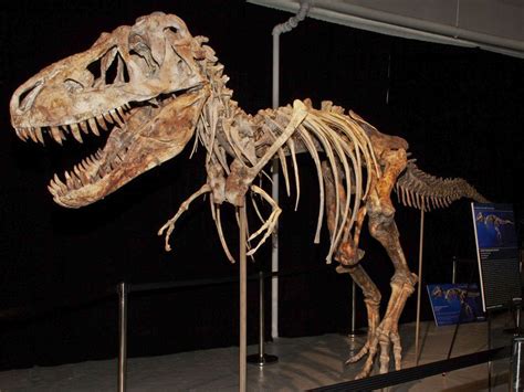 One of our dinosaurs is missing: The global hunt for prized Tarbosaurus ...