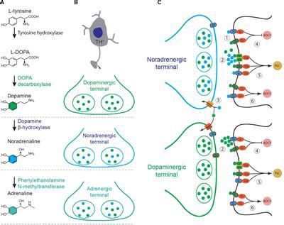 Frontiers | Dopamine and Noradrenaline in the Brain; Overlapping or Dissociate Functions?