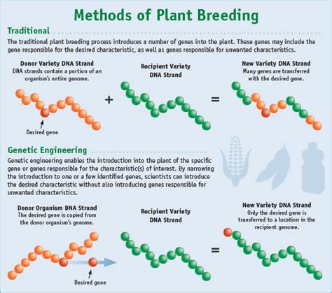 Explain the Difference Between Selective Breeding and Genetic Engineering