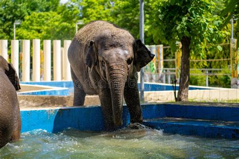 Elephant Swimming in the Pool at the Zoo Stock Image - Image of animal ...