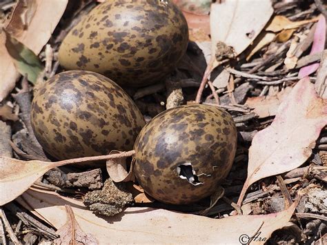 Masked Lapwing nest | BIRDS in BACKYARDS