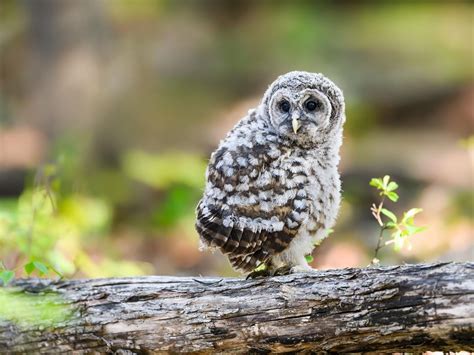 Juvenile Barred Owls (Identification Guide with Pictures) | Birdfact