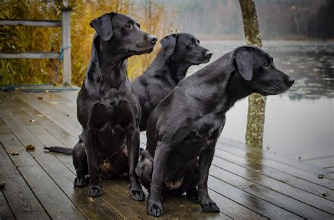 Labrador Retriever Negro - La raza de perro más popular del mundo