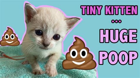 Tiny Constipated Kitten Gets an Enema...and Has a HUGE POOP! - ComPetSport