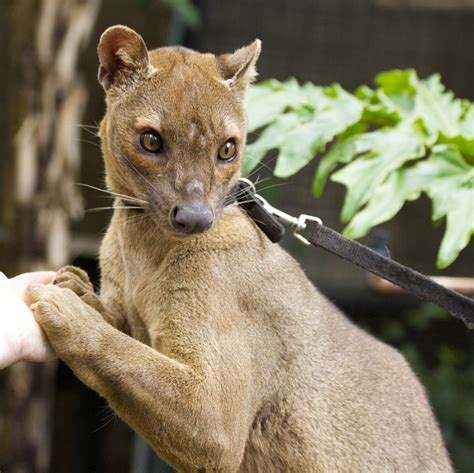 Animals and Stuff: The Fossa! The Fossa Are Attacking!