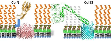 Schematic diagram demonstrating the contrasting receptor binding modes... | Download Scientific ...